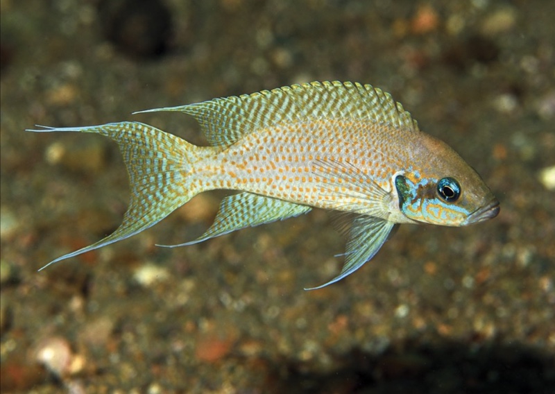 Neolamprologus brichardi 'Cape Chaitika'